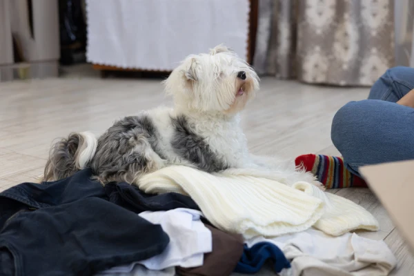 Apartment Cleaning Services